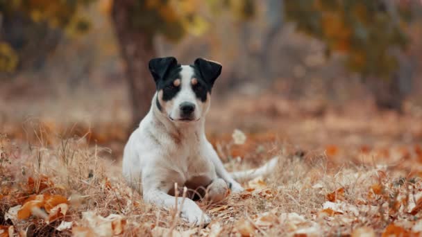 Ένα Ωραίο Άσπρο Σκυλί Που Κοιτάζει Προσεκτικά Τον Ιδιοκτήτη Του — Αρχείο Βίντεο