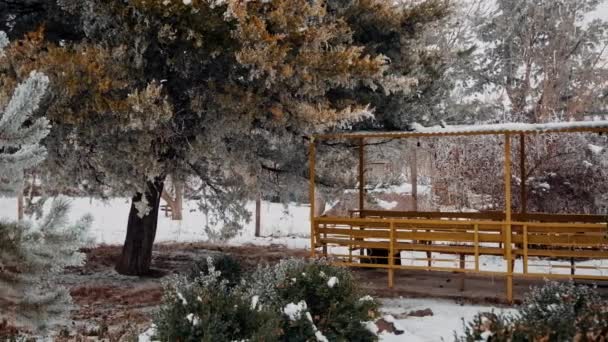 Сніг Покритий Жовтим Металевим Альковом Зимовому Парку Сосновими Деревами — стокове відео