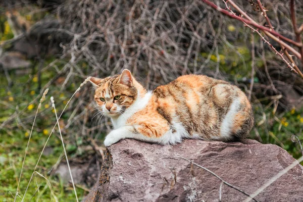 Nízký Úhel Zblízka Rozkošná Žlutá Kočka Sedí Obrovském Kameni Přírodě — Stock fotografie