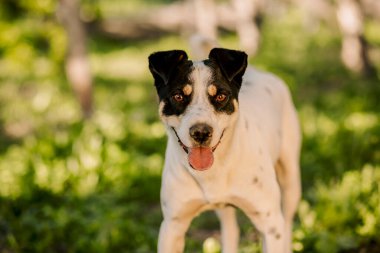 Afallamış beyaz köpek Jack Russell sahibine dikkatlice bakıyor ve gülüyor.