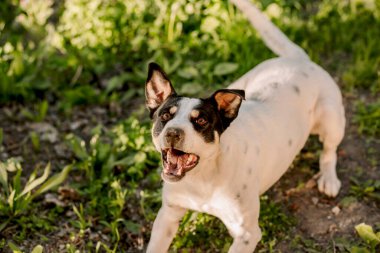 Genç beyaz köpek Jack Russell Terrier 'ın yüksek açılı görüntüsü. Ağzı açık, havlayan, çığlık atan ve sahibiyle oynamaya hazır.