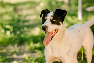 Genç beyaz köpek, dili dışarı sarkmış ve ağzı açık bir şekilde nefes alır. Yazın, akşamları, güneşin tadını çıkarırken.