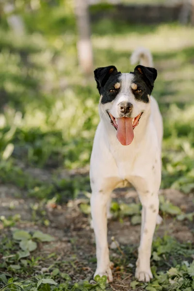 Genç Beyaz Köpek Jack Russell Terrier Dikey Görüntüsü Renkli Bahçede Telifsiz Stok Imajlar
