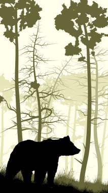 Ayı çimenli yamaca dikey gösteren resim.