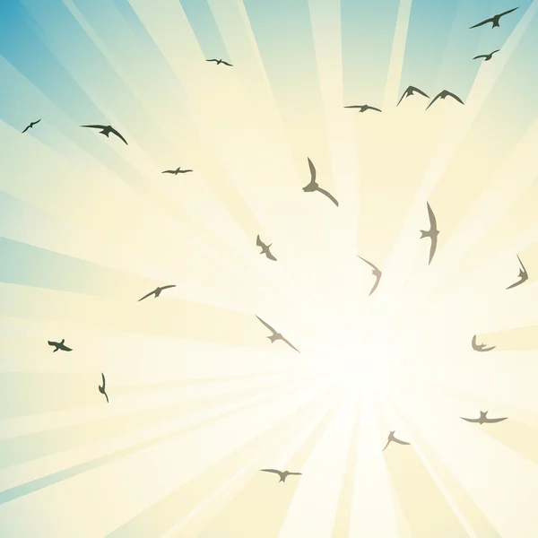 Square illustration flock birds circling in rays of sun. — Stock Vector