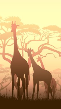 Afrika günbatımı savana vahşi zürafalar dikey gösteren resim