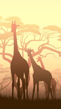 Vertical illustration of wild giraffes in African sunset savanna clipart