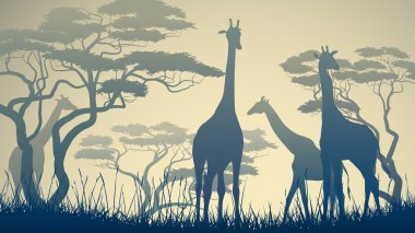 Horizontal illustration of wild giraffes in African savanna. clipart