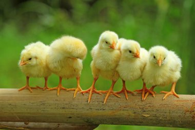Five chicks are perching on bamboo stem clipart