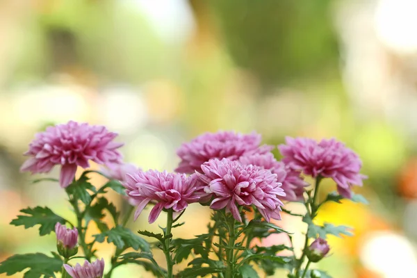 Bloemen in de tuin met vervagen achtergrond — Stockfoto