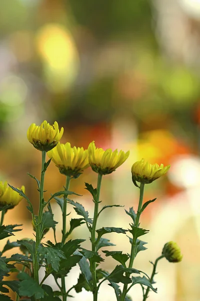 Flores en el jardín con fondo borroso — Foto de Stock