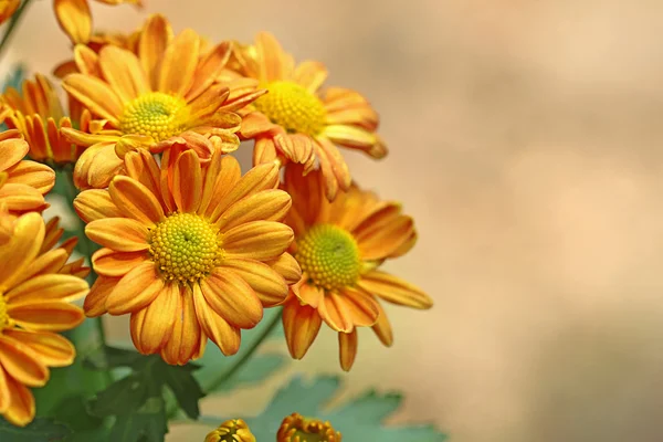 Flores en el jardín con fondo borroso — Foto de Stock