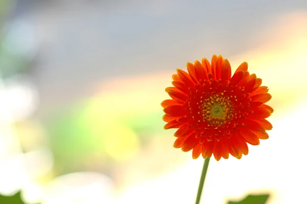 Flores no jardim com fundo desfocado — Fotografia de Stock