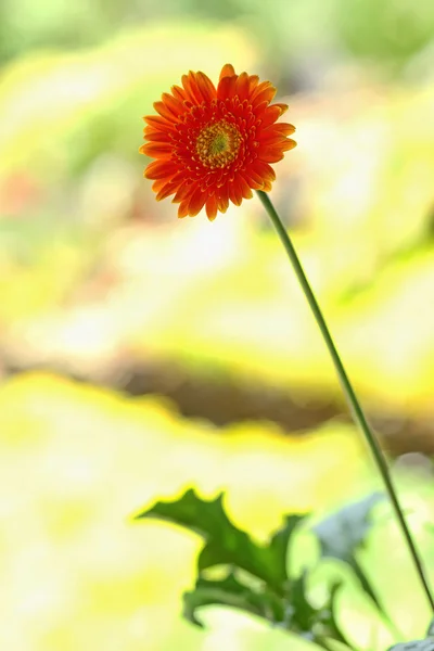 흐림 배경 가진 정원에서 꽃 — 스톡 사진