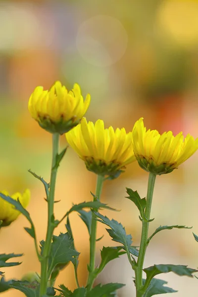 Blommorna i trädgården med oskärpa bakgrund — Stockfoto