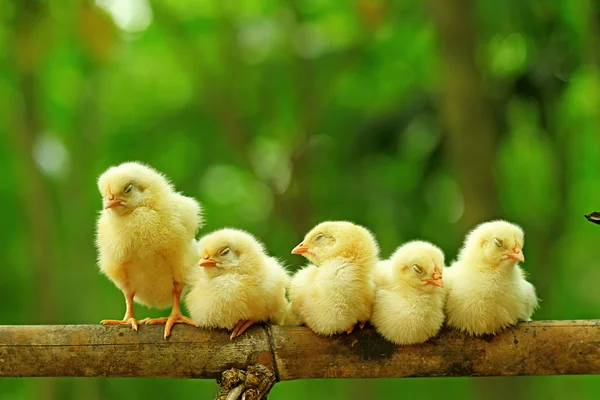 Fem kycklingar sittande på bambu stam — Stockfoto