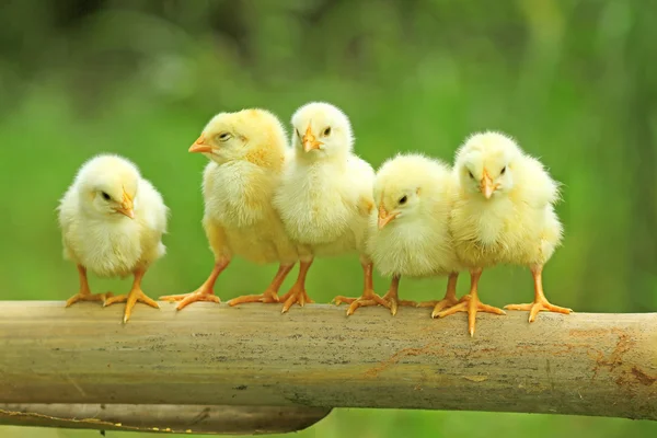 Cinco polluelos se posan en el tallo de bambú —  Fotos de Stock