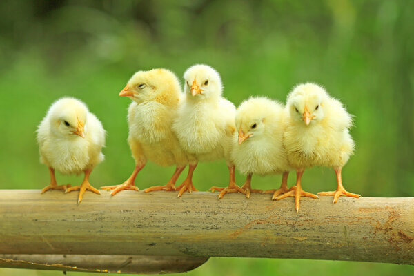 Five chicks are perching on bamboo stem