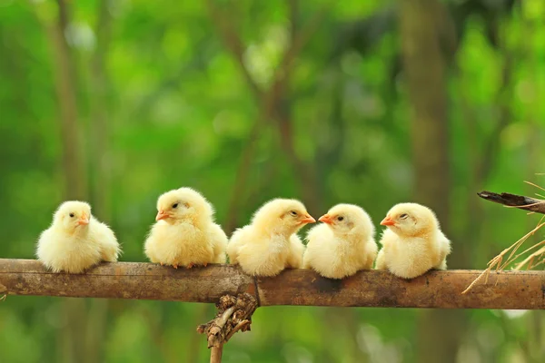 Five chicks are perching on bamboo stem — Stock Photo, Image