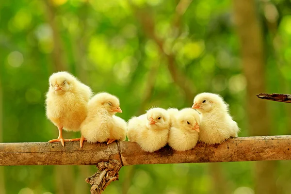 Five chicks are perching on bamboo stem — Stock Photo, Image