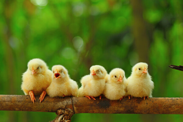 Five chicks are perching on bamboo stem