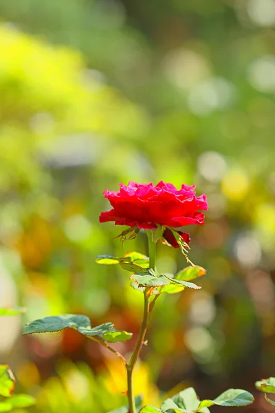 Flowers in the garden with blur background — Stock Photo, Image