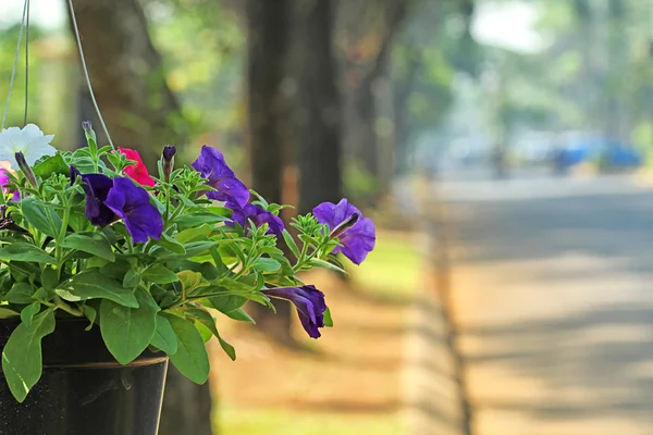 Bloemen in de tuin met vervagen achtergrond — Stockfoto