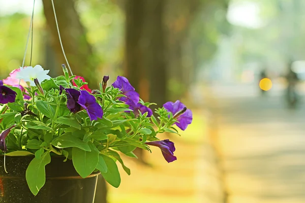 Flowers in the garden with blur background — Stock Photo, Image