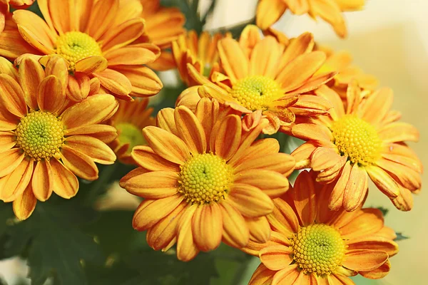 Flowers in the garden with blur background — Stock Photo, Image