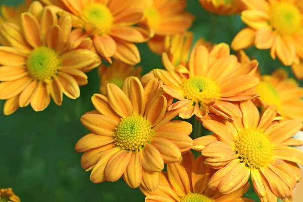 Fiori in giardino con sfondo sfocato — Foto Stock