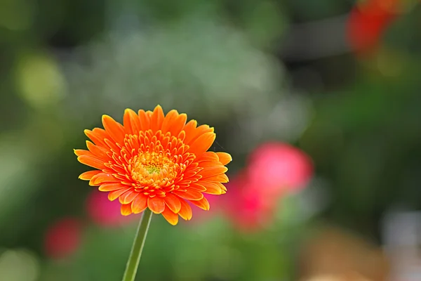 Květiny v zahradě s rozostření pozadí — Stock fotografie