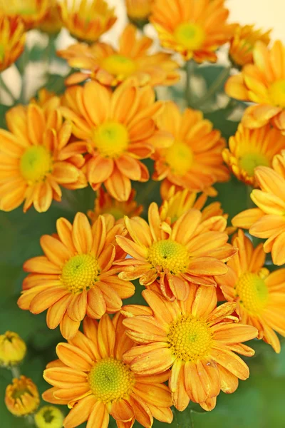 Λουλούδια στον κήπο με φόντο θαμπάδα — Φωτογραφία Αρχείου