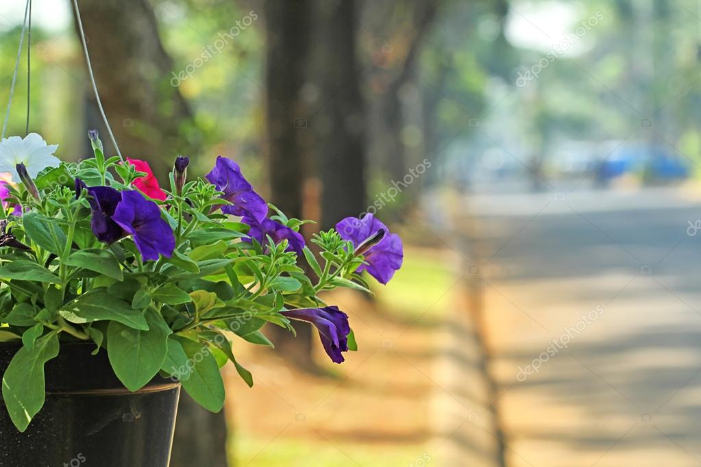 Flowers in the garden with blur background Stock Photo by ©ismedhasibuan  54175691