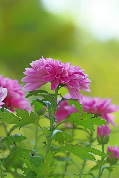 Flowers in the garden with blur background — Stock Photo, Image