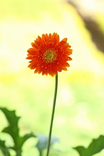 흐림 배경 가진 정원에서 꽃 — 스톡 사진