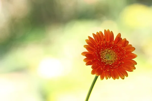 Blommorna i trädgården med oskärpa bakgrund — Stockfoto