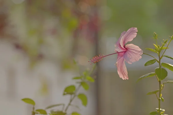 Indonesian pink hibiscus, with blur background — Stock Photo, Image