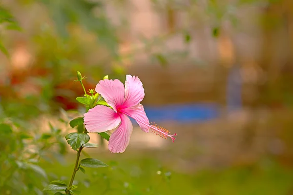 Indonesian pink hibiscus, with blur background — Stock Photo, Image