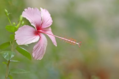 görüntü arka plan ile Endonezya pembe ebegümeci