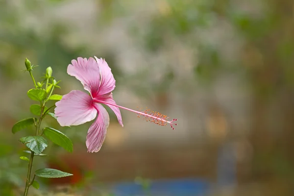 Indonesische roze hibiscus, met vervagen achtergrond — Stockfoto