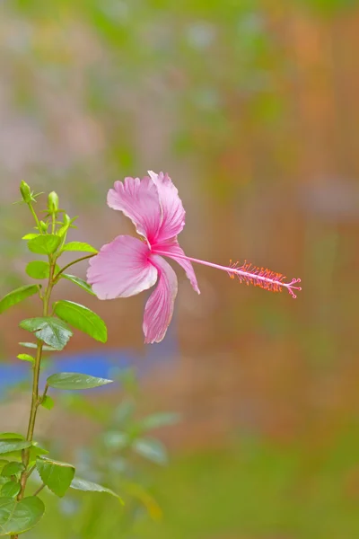 Indonesian pinkki hibiscus, hämärä tausta — kuvapankkivalokuva