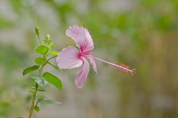 Indonezyjski hibiscus różowy, rozmycie tła — Zdjęcie stockowe