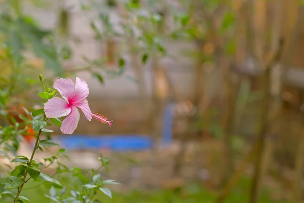 Indonesian pink hibiscus, with blur background — Stock Photo, Image