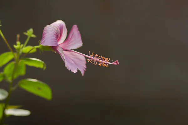 ぼかしの背景を持つインドネシアのピンクのハイビスカス — ストック写真