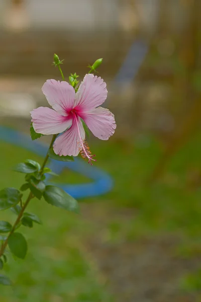 Indonesian pink hibiscus, with blur background — Stock Photo, Image