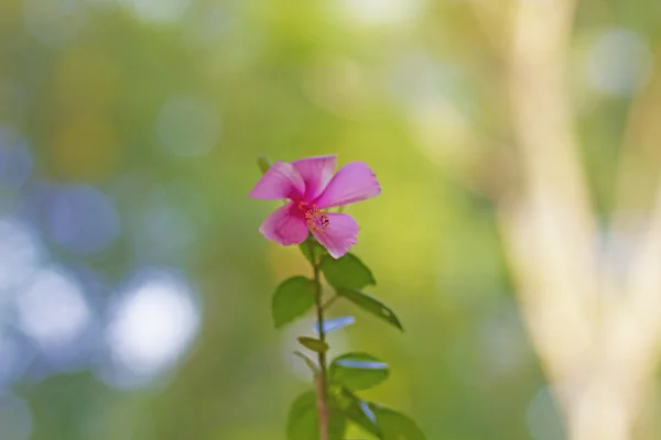 Indonesische roze hibiscus, met vervagen achtergrond — Stockfoto