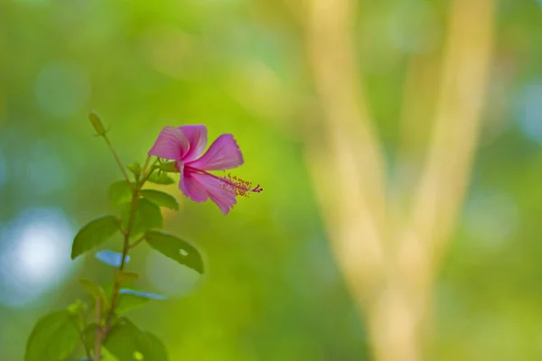 Indonezyjski hibiscus różowy, rozmycie tła — Zdjęcie stockowe