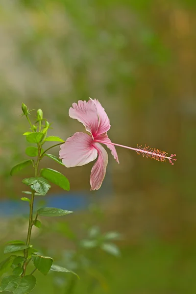 ぼかしの背景を持つインドネシアのピンクのハイビスカス — ストック写真
