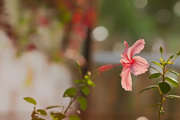 Indonezyjski hibiscus różowy, rozmycie tła — Zdjęcie stockowe