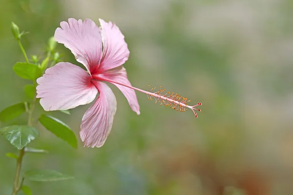 Indonéz rózsaszín hibiszkusz, életlenítés háttér — Stock Fotó